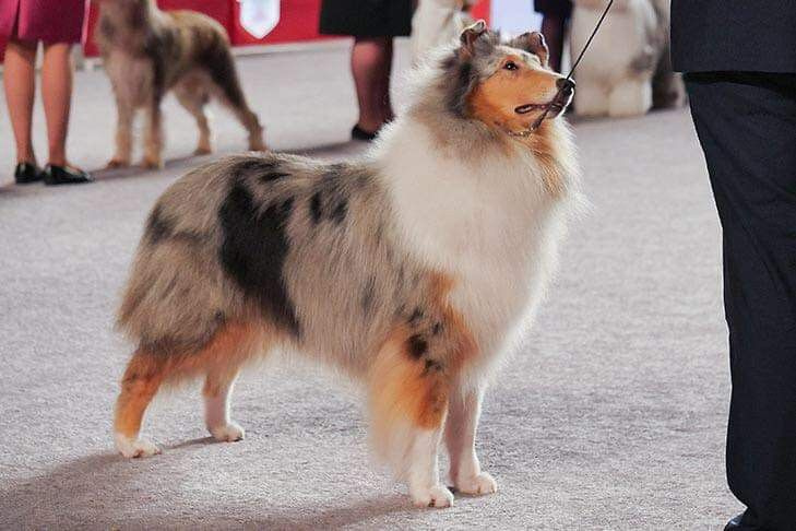 Dog Show