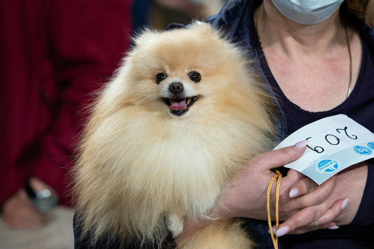Dog show participant