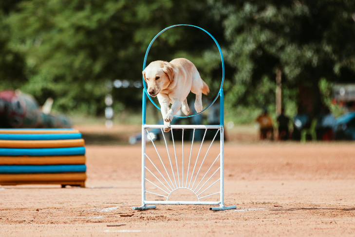 Dog jumping through ring