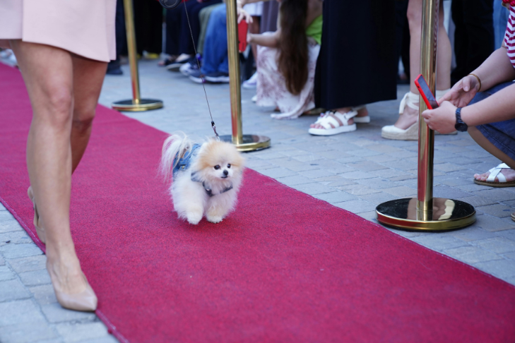Dog walking on red carpet